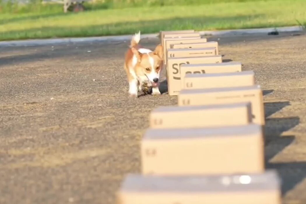 中国首只柯基警犬“福仔”：粉丝40万，巡逻抢小朋友烤肠